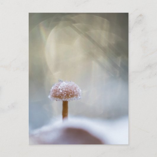 キノコの冬の写真 シーズンポストカード (正面)