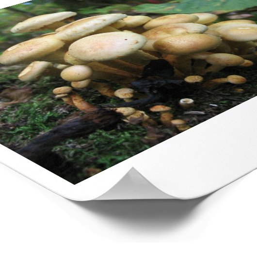 キノコの散乱 ポスター (角)