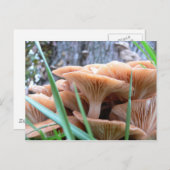 キノコの森のカード ポストカード (正面/裏面)