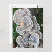 キノコの美しい狂気 ポストカード (正面/裏面)