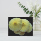 キノコの葉書 ポストカード (スタンド正面)