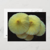 キノコの葉書 ポストカード (正面/裏面)