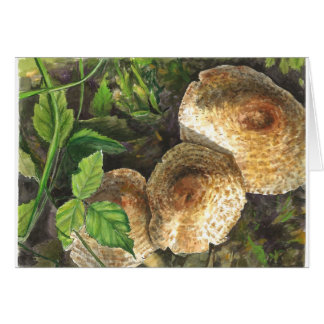 キノコは常に目に魅力的