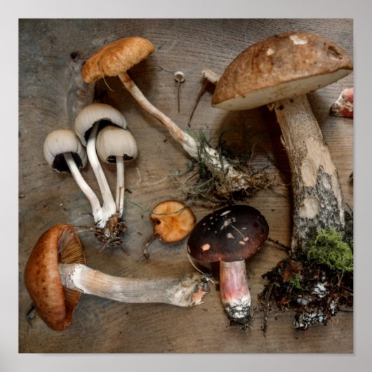 キノコは菌類を愛する ポスター (正面)