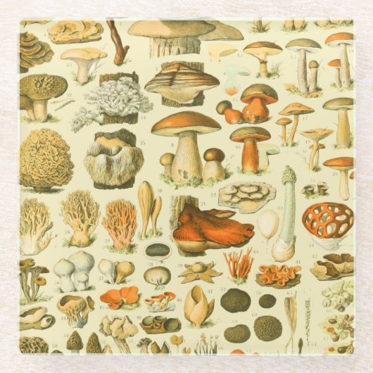 キノコヴィンテージ接種アンティークイラストレーション ガラスコースター (正面)