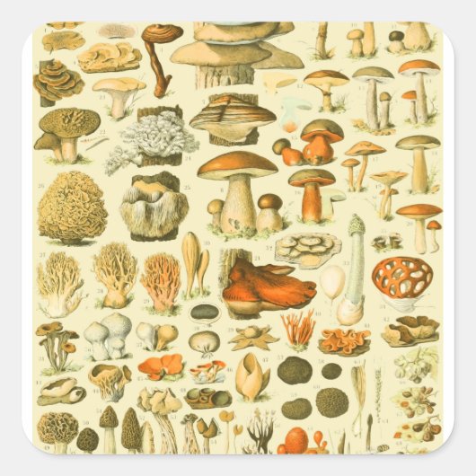 キノコヴィンテージ接種アンティークイラストレーション スクエアシール (正面)