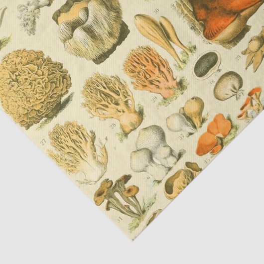 キノコヴィンテージ接種アンティークイラストレーション 薄葉紙 (詳細)