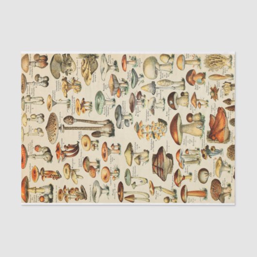 キノコ収集ティッシュペーパー 薄葉紙 (正面)