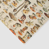 キノコ収集ティッシュペーパー 薄葉紙 (詳細)