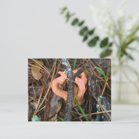 キノコ型ハガキ ポストカード (スタンド正面)