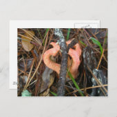 キノコ型ハガキ ポストカード (正面/裏面)