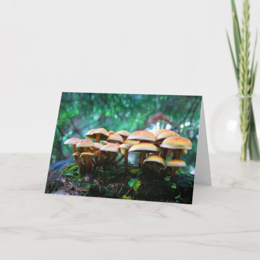 キノコ村 カード (正面)