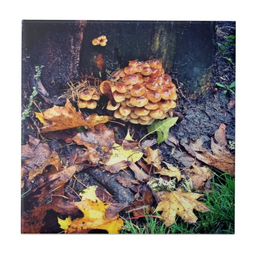 キノコ村 タイル (正面)