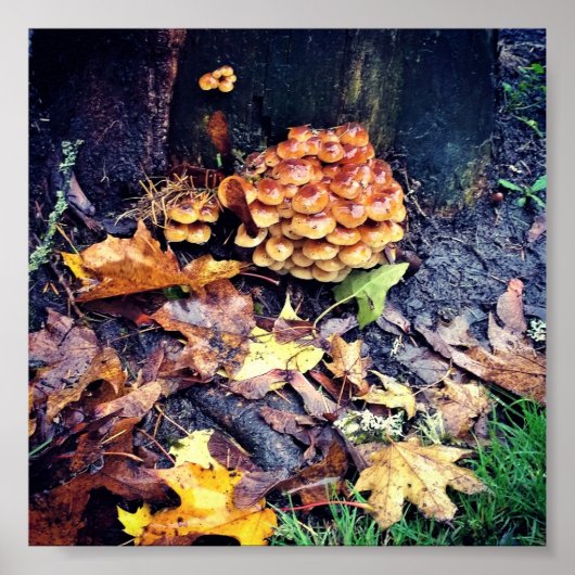 キノコ村 ポスター (正面)