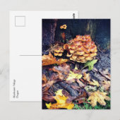 キノコ村 ポストカード (正面/裏面)