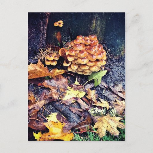キノコ村 ポストカード (正面)