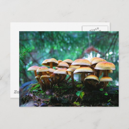 キノコ村 ポストカード (正面/裏面)