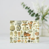 キノコ科学イラストレーション-ヴィンテージボンタニカル ポストカード (スタンド正面)