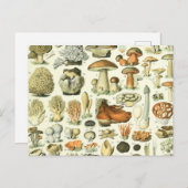 キノコ科学イラストレーション-ヴィンテージボンタニカル ポストカード (正面/裏面)