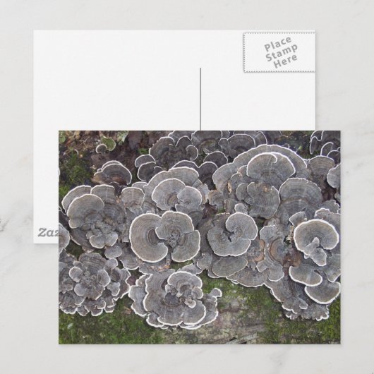 「キノコ群」はがき ポストカード (正面/裏面)