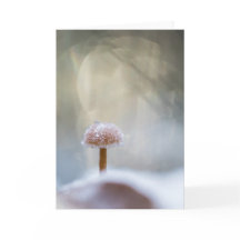 キノコ自然写真