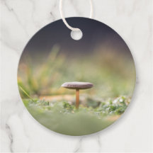 キノコ自然写真