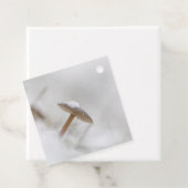 キノコ自然写真 フェイバータグ (インサイチュ)