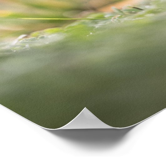 キノコ自然写真 ポスター (角)