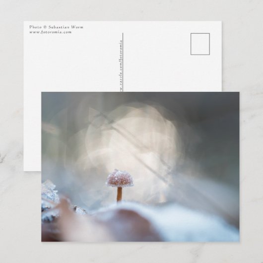 キノコ自然写真 ポストカード (正面/裏面)