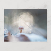 キノコ自然写真 ポストカード (正面)