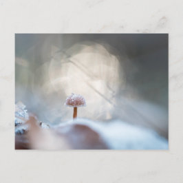 キノコ自然写真 ポストカード