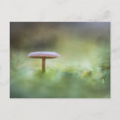 キノコ自然写真 ポストカード (正面)