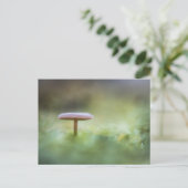 キノコ自然写真 ポストカード (スタンド正面)