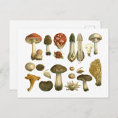 キノコ菌糸状菌ヴィンテージ葉書 ポストカード (正面/裏面)