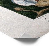 キノコ菌 ポスター (角)