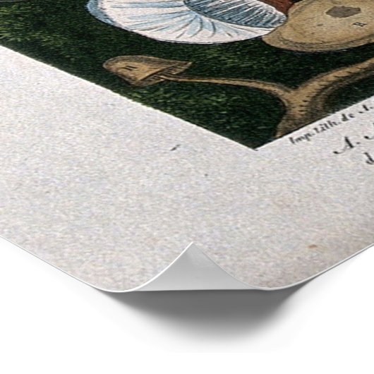 キノコ菌 ポスター (角)