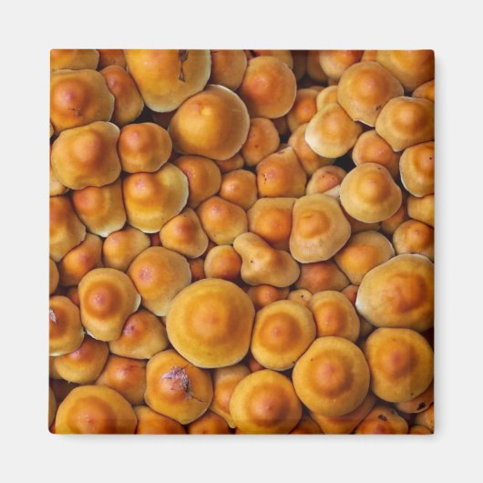 キノコ菌 マグネット (正面)