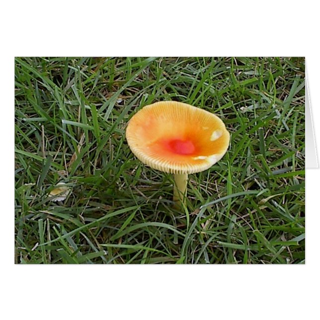 キノコ2 (正面横)