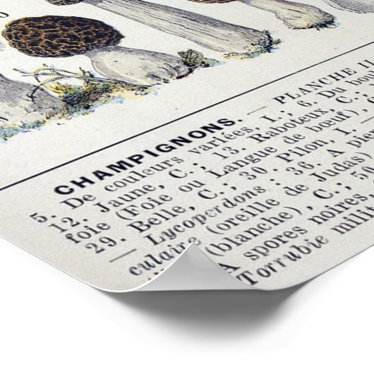 キノコ2 ポスター (角)