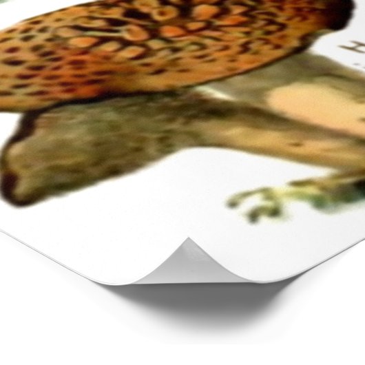 キノコ4 ポスター (角)