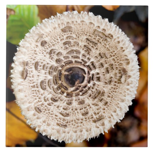 キノコ タイル (正面)