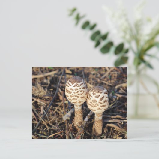 キノコ ポストカード (スタンド正面)