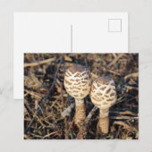 キノコ ポストカード (正面/裏面)