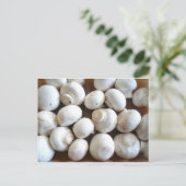 キノコ ポストカード (スタンド正面)