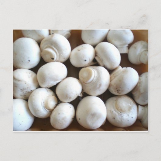 キノコ ポストカード (正面)