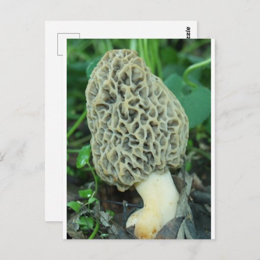 キノコ ポストカード (正面/裏面)
