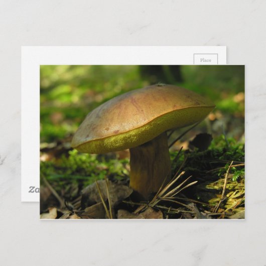 キノコ ポストカード (正面/裏面)