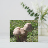 キノコ ポストカード (スタンド正面)