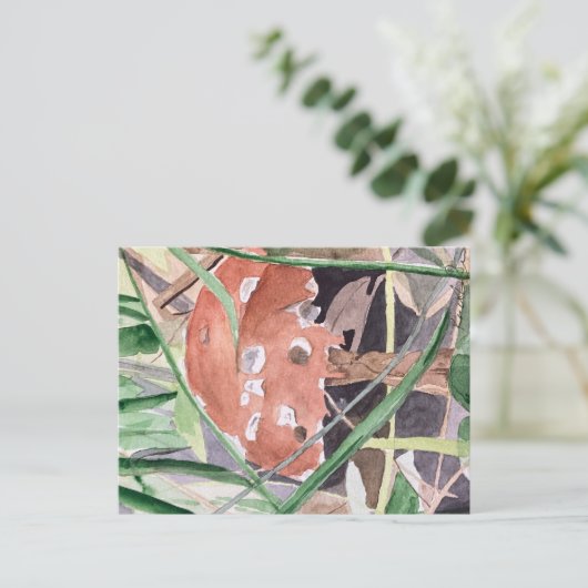 キノコ ポストカード (スタンド正面)