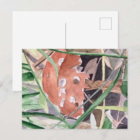 キノコ ポストカード (正面/裏面)